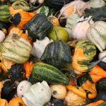 Gourds-a-Plenty