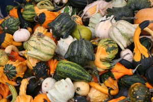 Gourds-a-Plenty