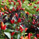 Spicy Peppers