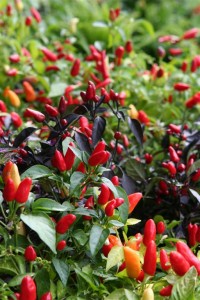 Spicy Peppers