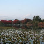 Trout Lake (Custom)
