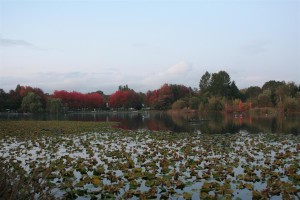 Trout Lake (Custom)