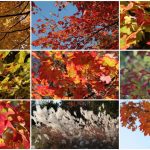 Amazing Fall Foliage (Large)