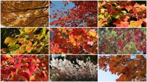 Amazing Fall Foliage