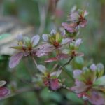 pretty Azalea leaves turning red