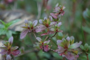 pretty Azalea leaves turning red