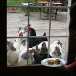 Begging Chickens