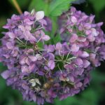 Blue Ball Hydrangea in fall