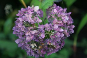 Blue Ball Hydrangea in fall