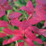 Blueberry Bush in fall