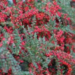 Cotoneaster's bright red berries