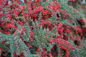 Cotoneaster's bright red berries