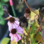 Some Echinacea are finished