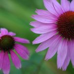 Some Echinacea are still going