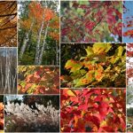 Fall Foliage East to West (Large)
