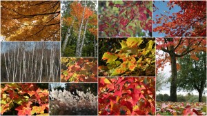 Amazing Fall Foliage from Eastern US to Western Canada