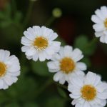 Feverfew keeps going...and going...
