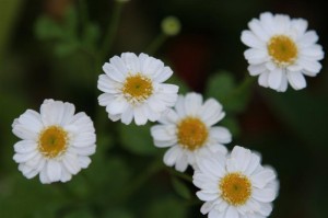 Feverfew keeps going...and going...