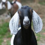 Brandon the Goat Brandon the Goat