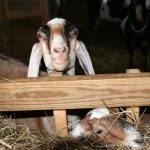 Peeking Goat