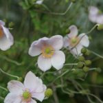 Japanese Anemone (Windflower)