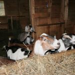 Milking Goats