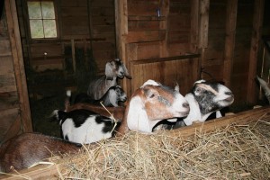 Lined up and ready for milking