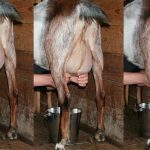 Milking Indy The Goat