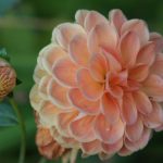 This is my neighbour's Dahlia as mine didn't make it last winter