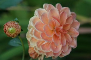 This is my neighbour's Dahlia as mine didn't make it last winter