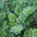 My Par-Cel (celery flavoured parsley) is still doing great