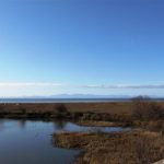 The Reifel Bird Santuary from up on the blind.  The Snow Geese are the white band at land's end.