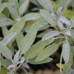 Lots of silvery-grey Sage around