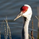 The Sandhill Cranes are some of the most interesting birds at the island.