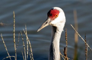 The Sandhill Cranes are some of the most interesting birds at the island.