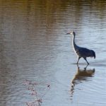This photo was taken of Sandhill Crane was wading in the pond from the blind at almost full zoom.