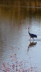 This photo was taken of Sandhill Crane was wading in the pond from the blind at almost full zoom.
