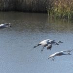 The Sandhill Cranes landing was taken from the blind at almost full zoom.