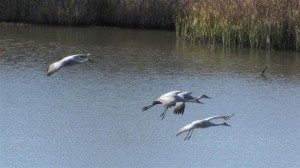 The Sandhill Cranes landing was taken from the blind at almost full zoom.