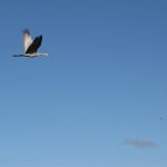 This flying Sandhill Crane was taken at normal range.  The same photo taken with the DSLR was far superior in sharpness and colour.