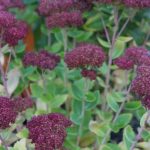 Sedum Autumn Joy looking bright
