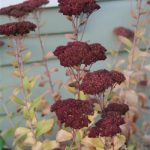 Another lovely Sedum Autumn Joy
