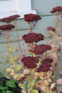 Another lovely Sedum Autumn Joy