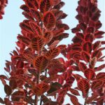my amazing Smoke Bush changing colours looks painted