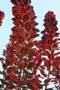 my amazing Smoke Bush changing colours looks painted