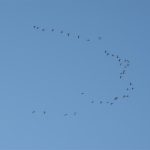 A V of Snow Geese flying overhead taken at nornal range.