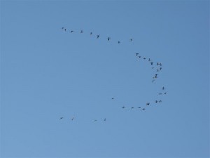 A V of Snow Geese flying overhead taken at nornal range.
