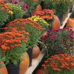 Stunning Fall Color Asters