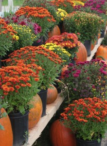 asters and pumpkins showing off amazing autumn colour