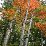 Three Sisters Birch Trees